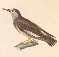 Image of White-cheeked Starling