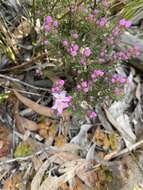 Image of Boronia pilosa Labill.