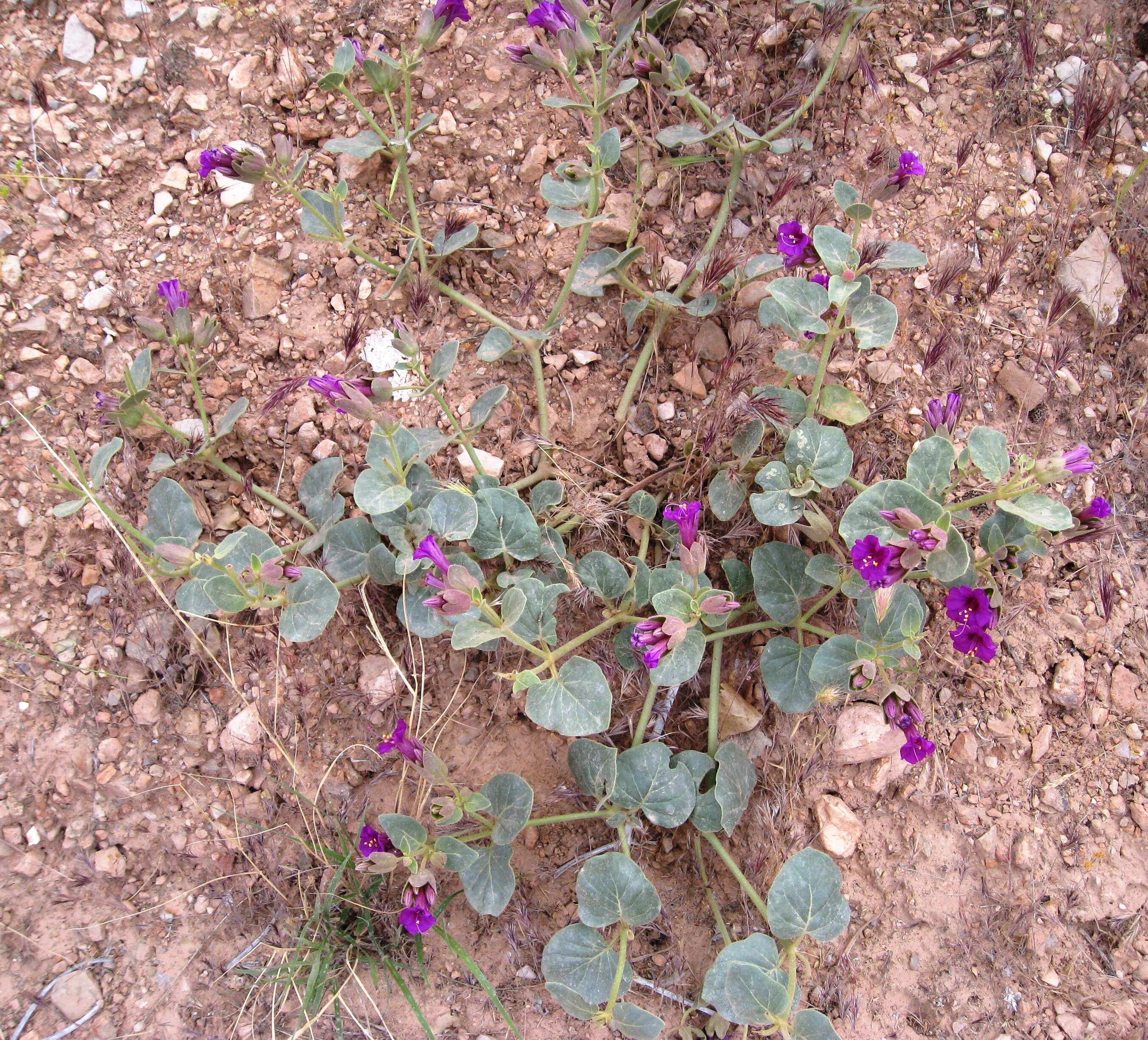 Image de Mirabilis multiflora (Torr.) Gray