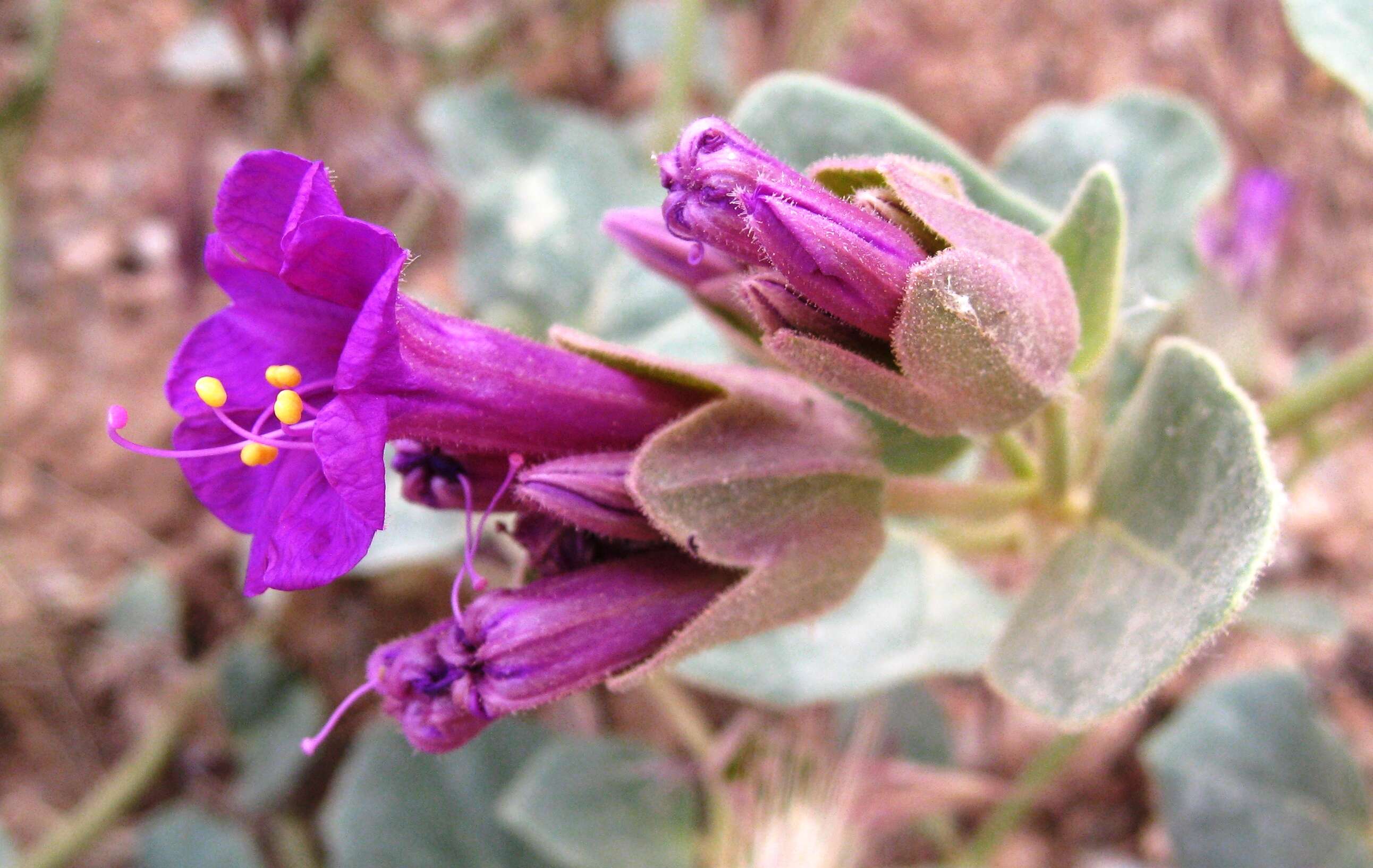 Image de Mirabilis multiflora (Torr.) Gray