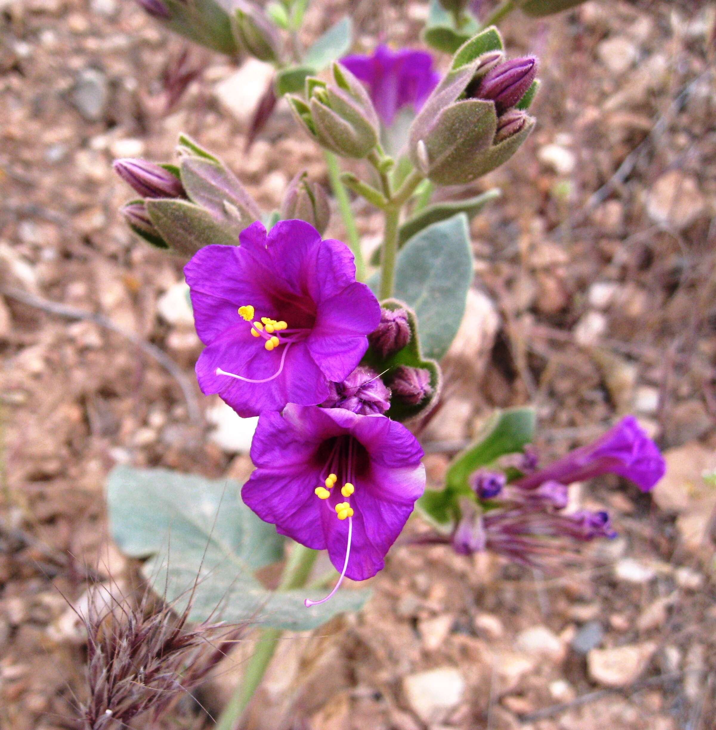 Image de Mirabilis multiflora (Torr.) Gray