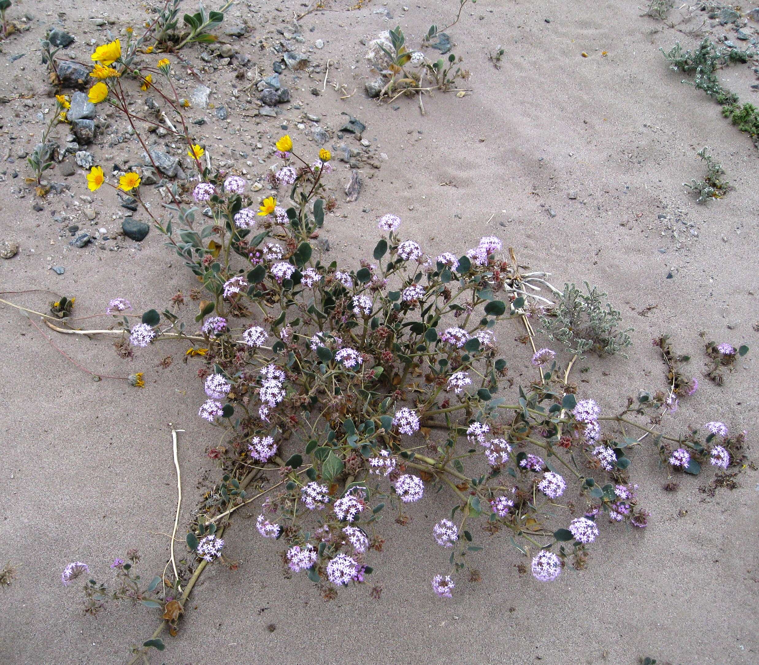 Image of desert sand verbena