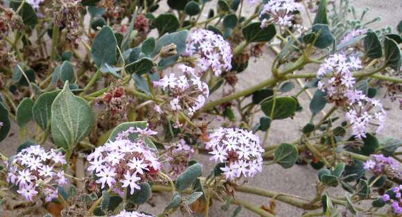 Image of desert sand verbena