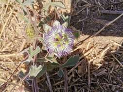 Image of Passiflora pentaschista