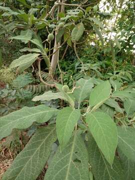 Image of Solanum granulosoleprosum Dun.