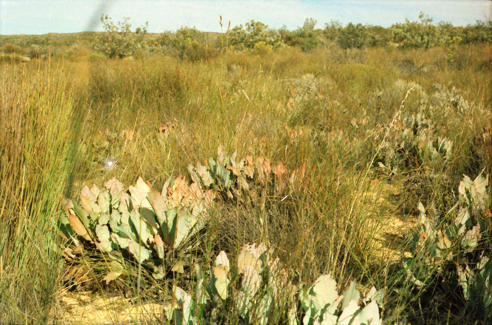 Image of Protea convexa Phillips