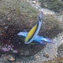 Image of Barrier reef chromis