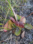 Image of Albany pitcher plant, Australian pitcher plant