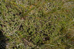 Image of Pimelea oreophila subsp. hetera C. J. Burrows