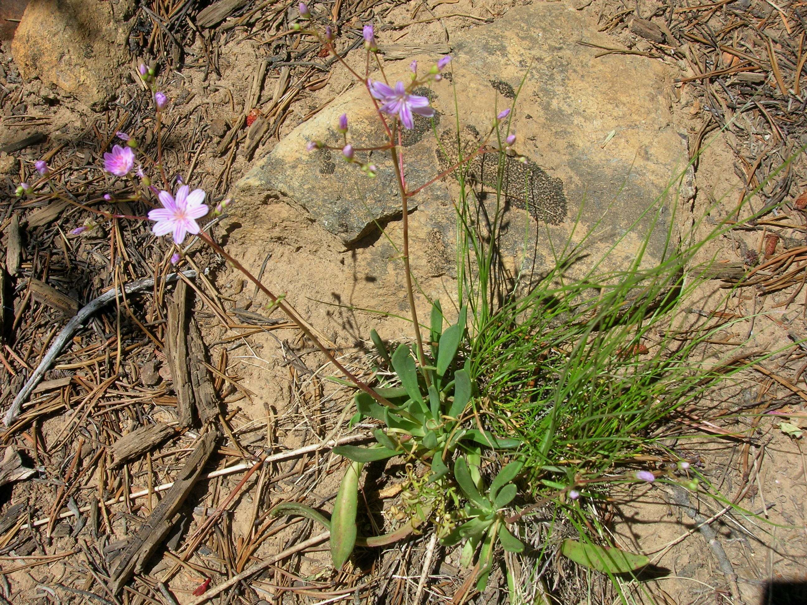 Image of Columbian lewisia