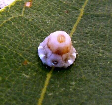 Image of Scale insect