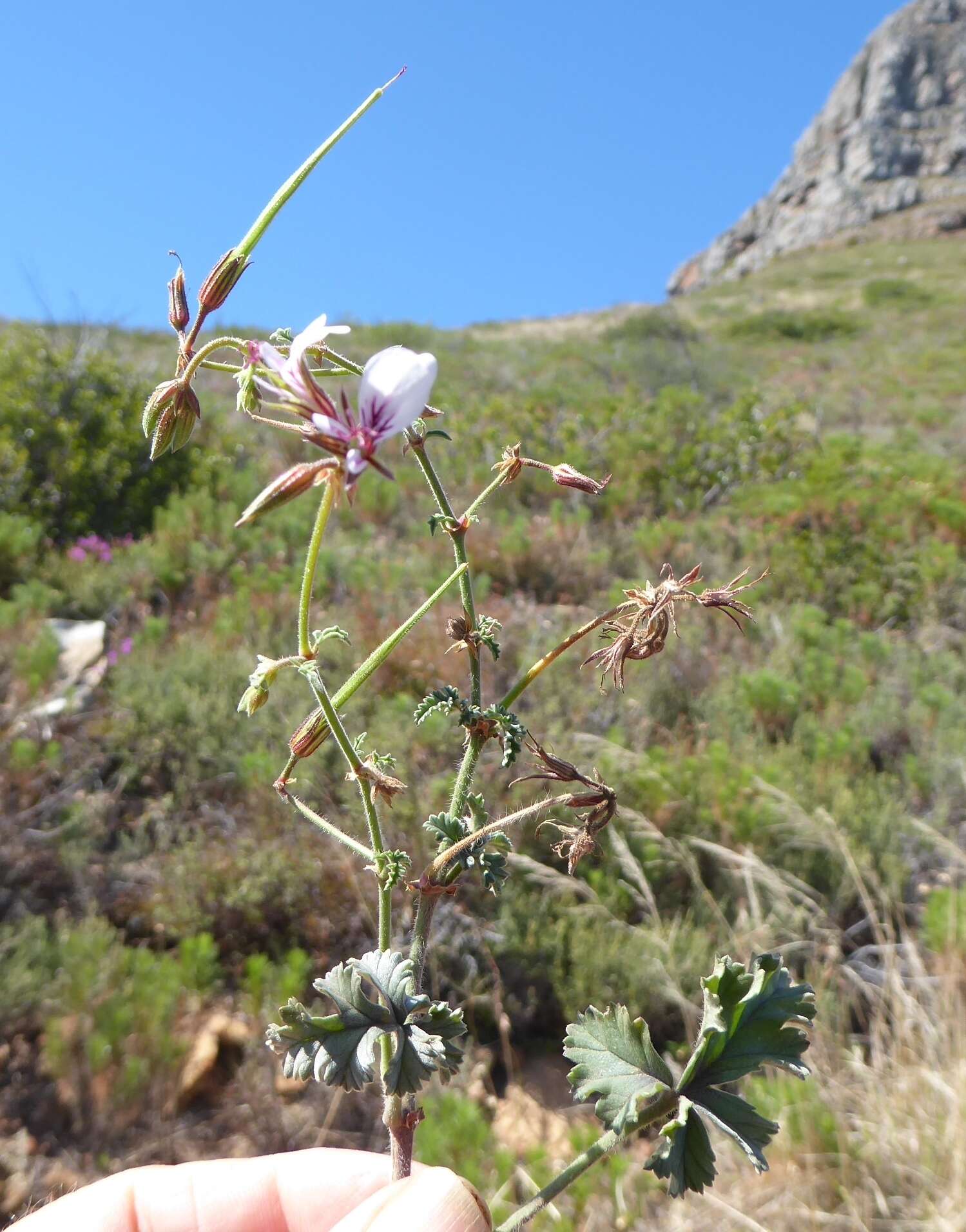 Image of geranium