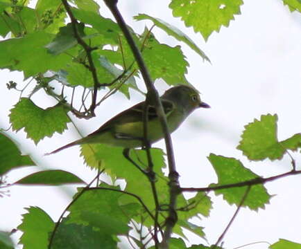 Слика од Vireo griseus (Boddaert 1783)