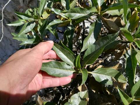 Image of Flourensia monticola M. O. Dillon