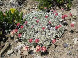 Image of cushion buckwheat