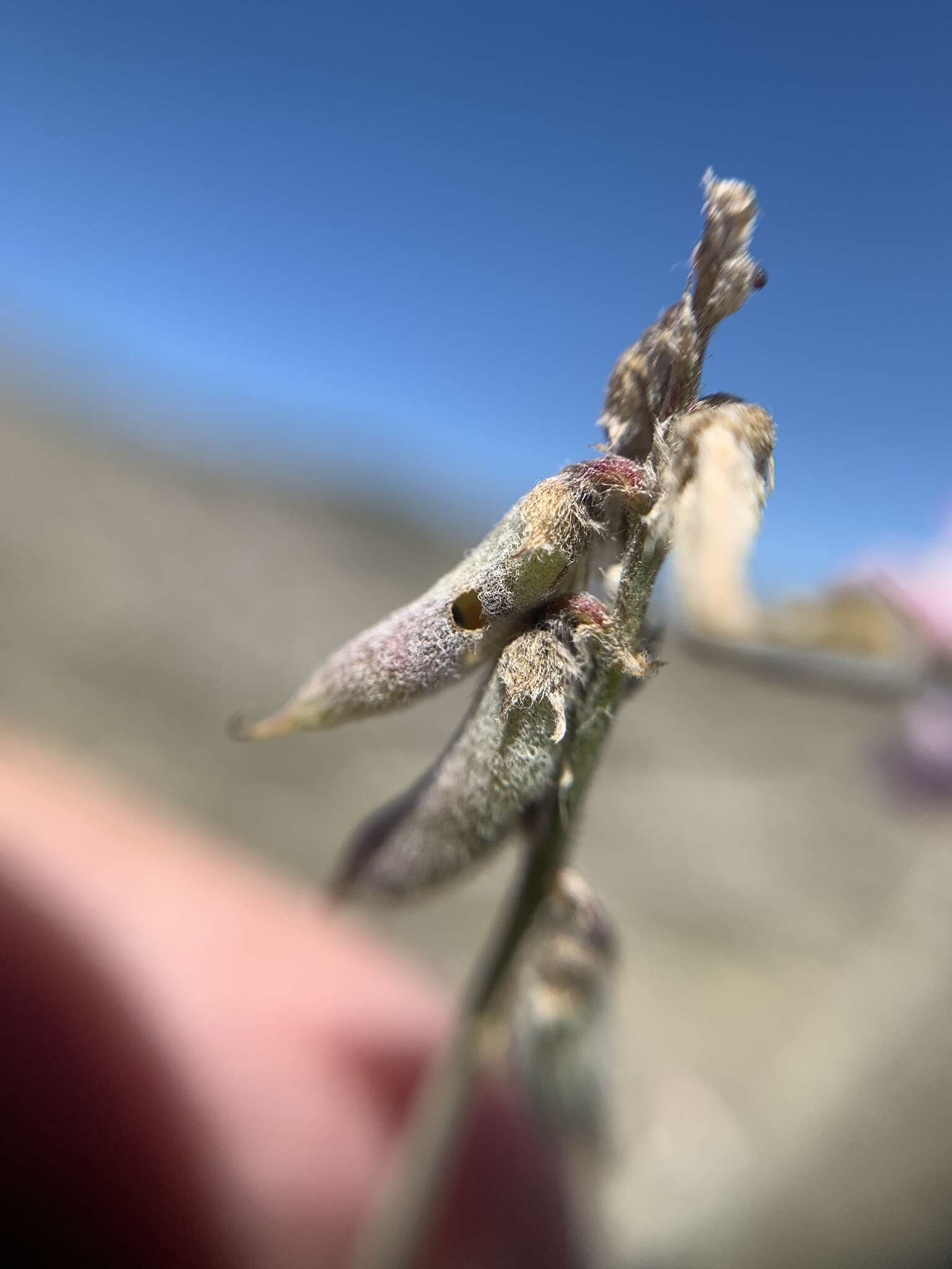 Sivun Astragalus hypoleucus Schau. kuva