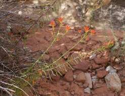 Image of Wyoming Indian paintbrush