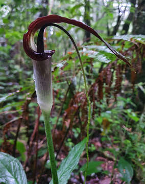 Image of Arisaema filiforme (Reinw.) Blume