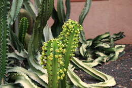 Imagem de Euphorbia ingens E. Mey. ex Boiss.