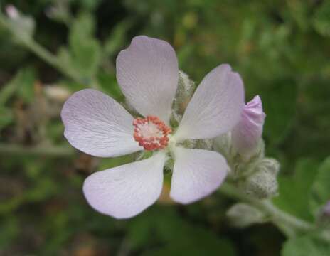 Imagem de Malacothamnus fasciculatus (Nutt. ex Torr. & Gray) Greene