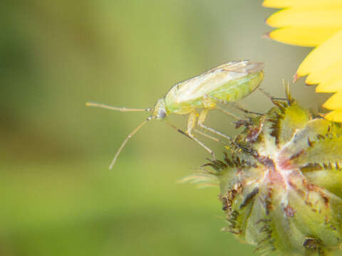 Plagiognathus chrysanthemi (Wolff 1804)的圖片