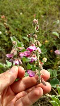 Image of Lindheimer's hoarypea