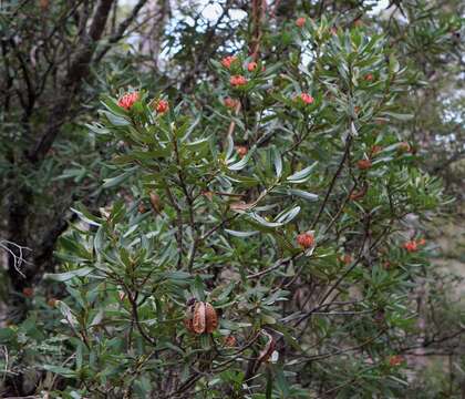 Image of Telopea truncata (Labill.) R. Br.