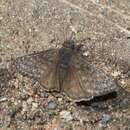 Image of Erynnis meridianus Bell 1927