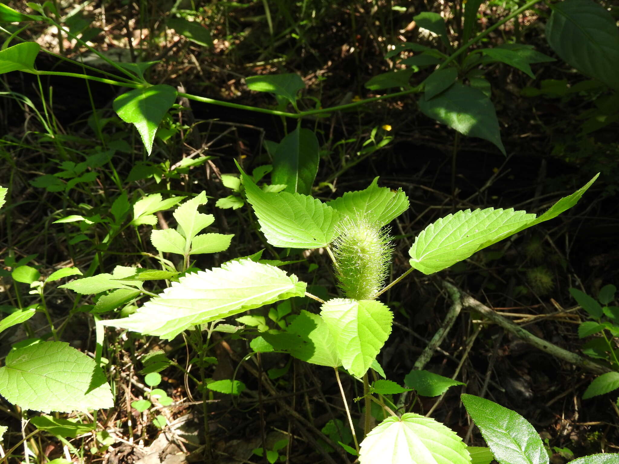 Image de Acalypha alopecuroidea Jacq.