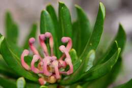 Image of Telopea truncata (Labill.) R. Br.