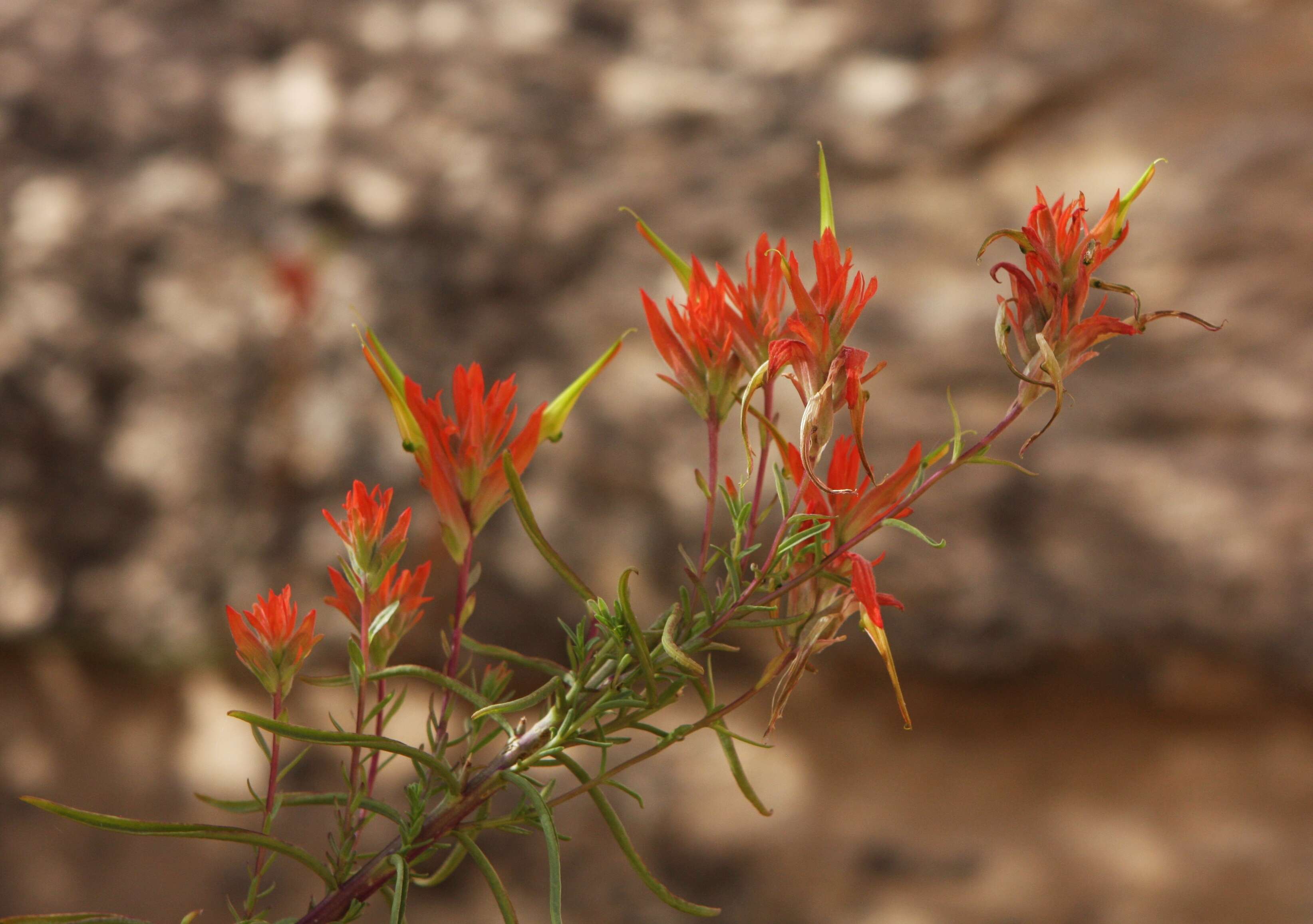 Image of Wyoming Indian paintbrush