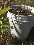 Image of October lady's tresses