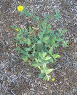 Image of tree poppy