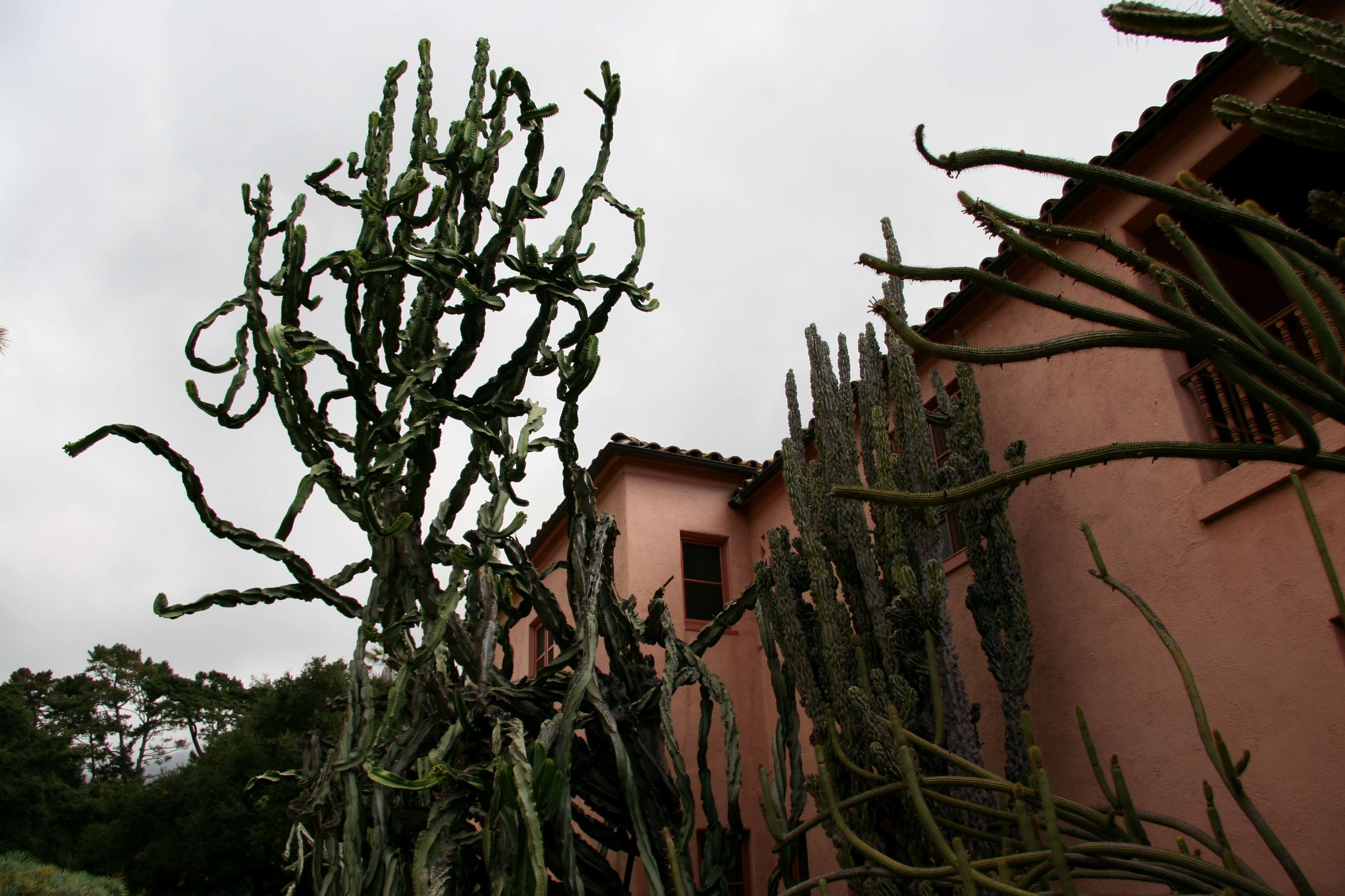 Imagem de Euphorbia ingens E. Mey. ex Boiss.