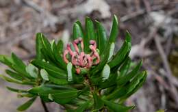 Image of Telopea truncata (Labill.) R. Br.