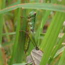 Image of Parapodisma takeii (Takei 1914)