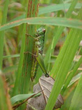 صورة Parapodisma takeii (Takei 1914)