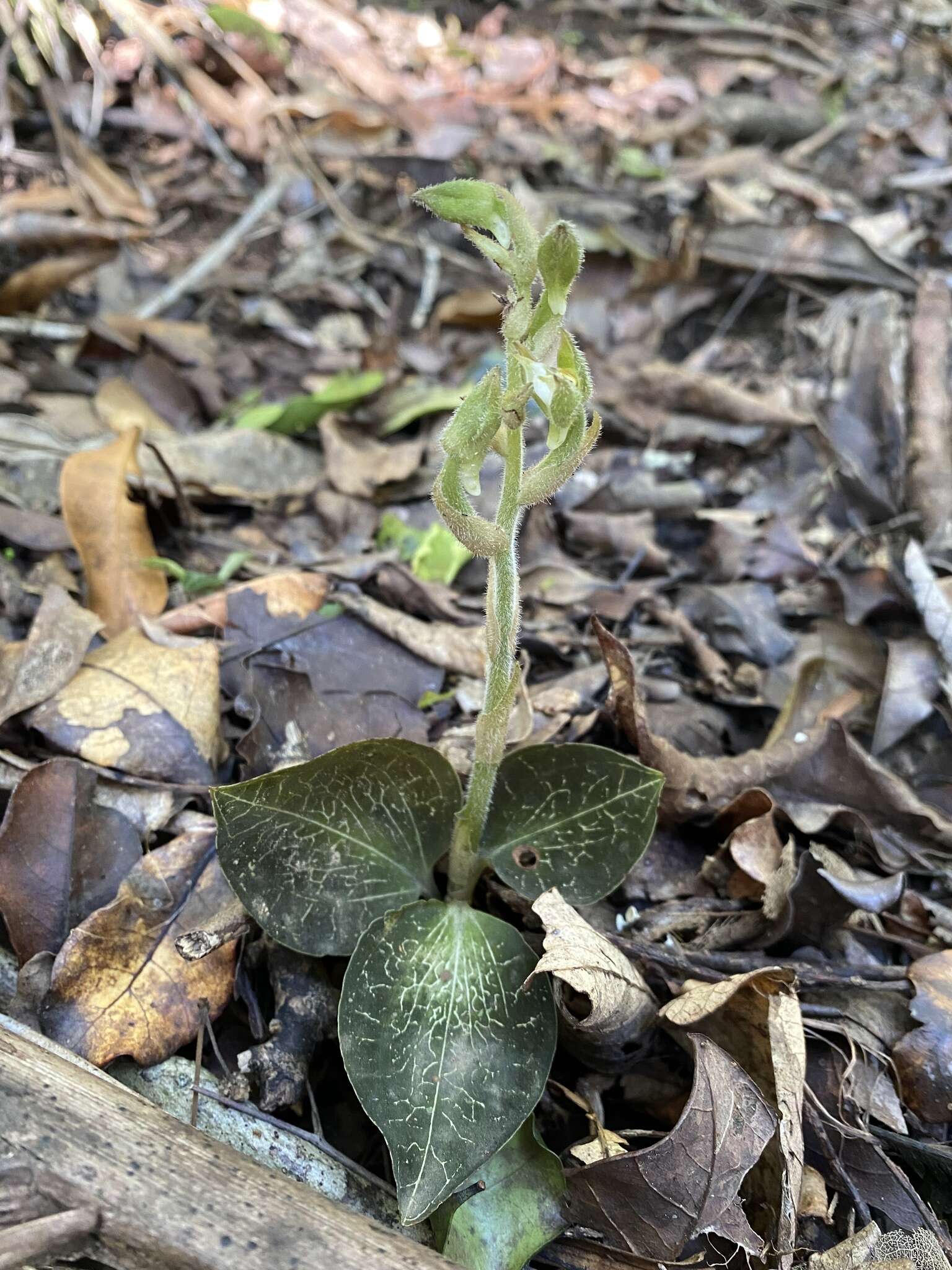 Image of Anoectochilus imitans Schltr.