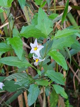 Image of forked nightshade