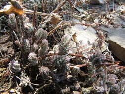 Image of Villadia albiflora (Hemsl.) Rose