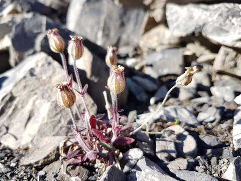 Image de Silene involucrata subsp. involucrata