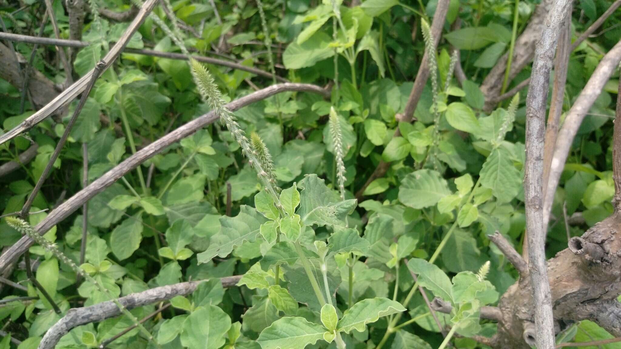 Слика од Achyranthes aspera var. indica L.