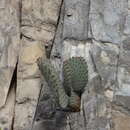 Image of Blind Pricklypear