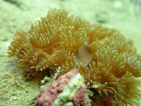 Image of Duncanopsammia peltata