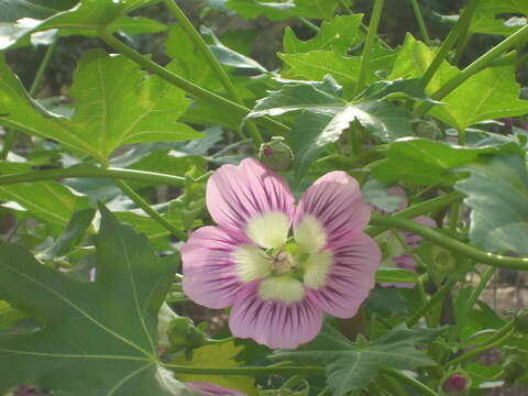 Imagem de Malva assurgentiflora (Kellogg) M. F. Ray