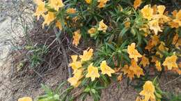 Image of southern bush monkeyflower