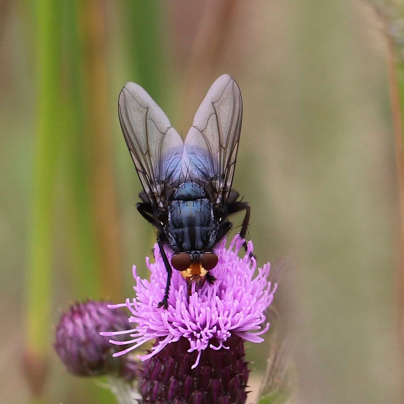 Image of bluebottle blow fly