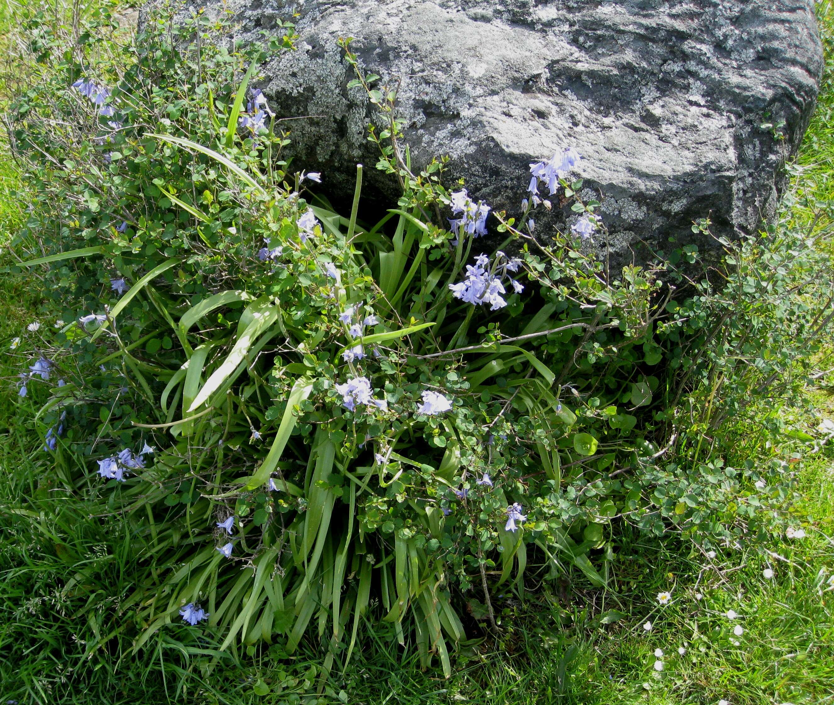 Image of Indian lettuce