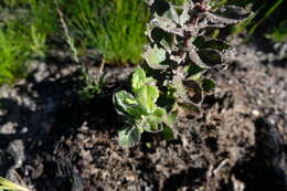 Image of Poisonous ragwort