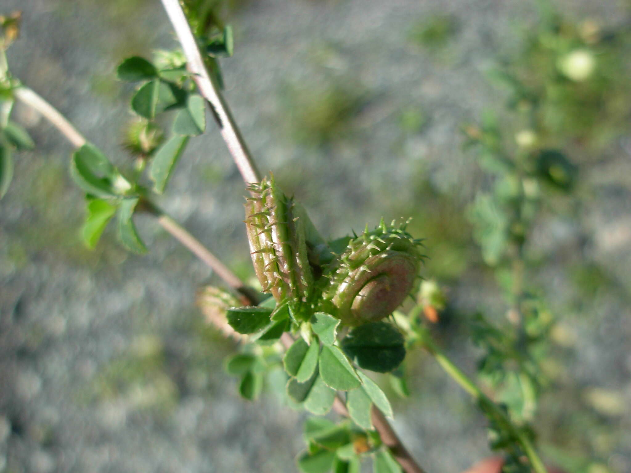 Image de Medicago muricoleptis Tineo